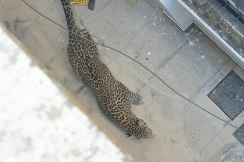 ravenous leopard attack on boy in bathroom in dehradun