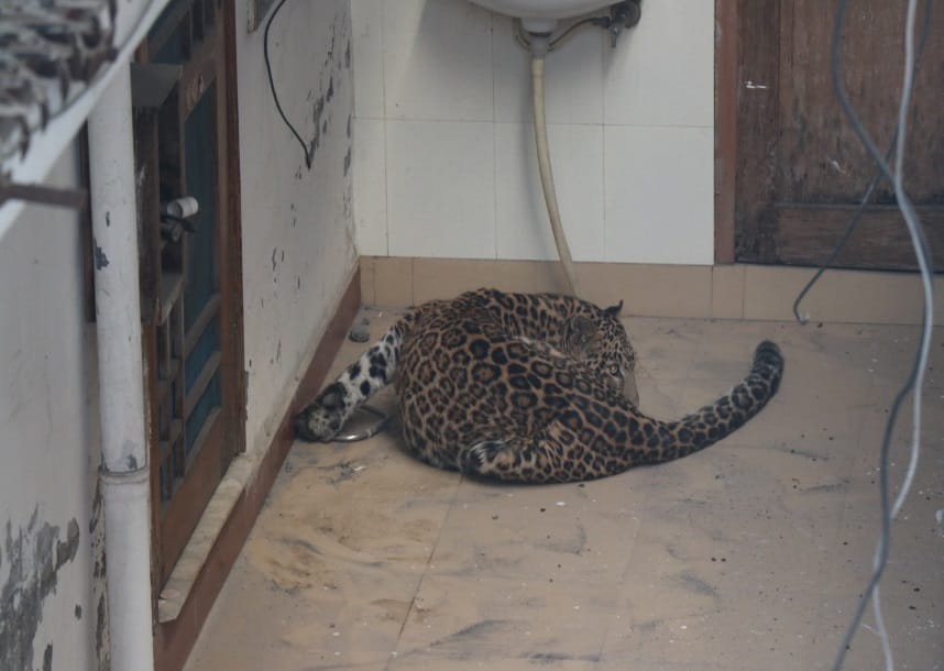 ravenous leopard attack on boy in bathroom in dehradun