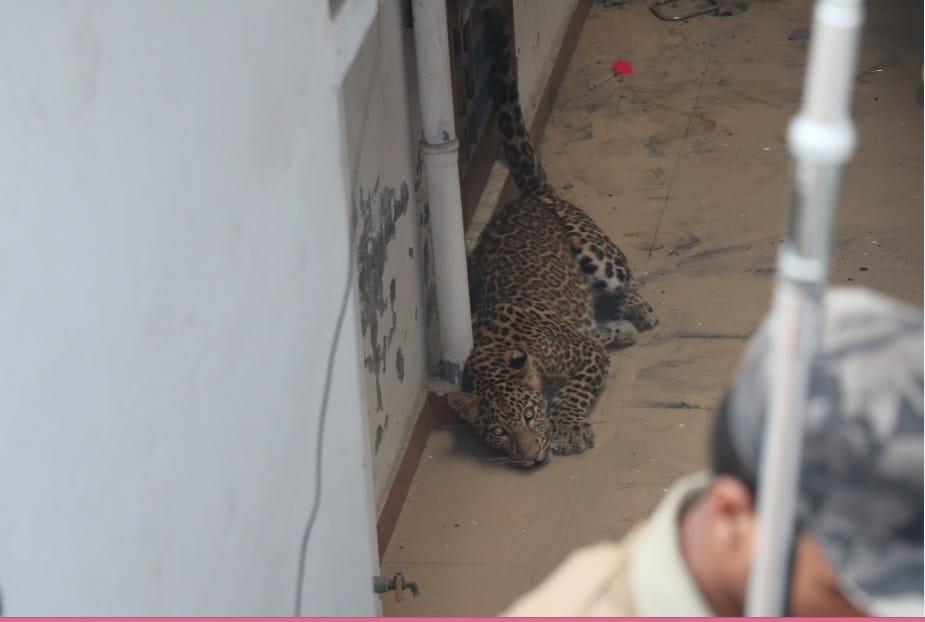 ravenous leopard attack on boy in bathroom in dehradun