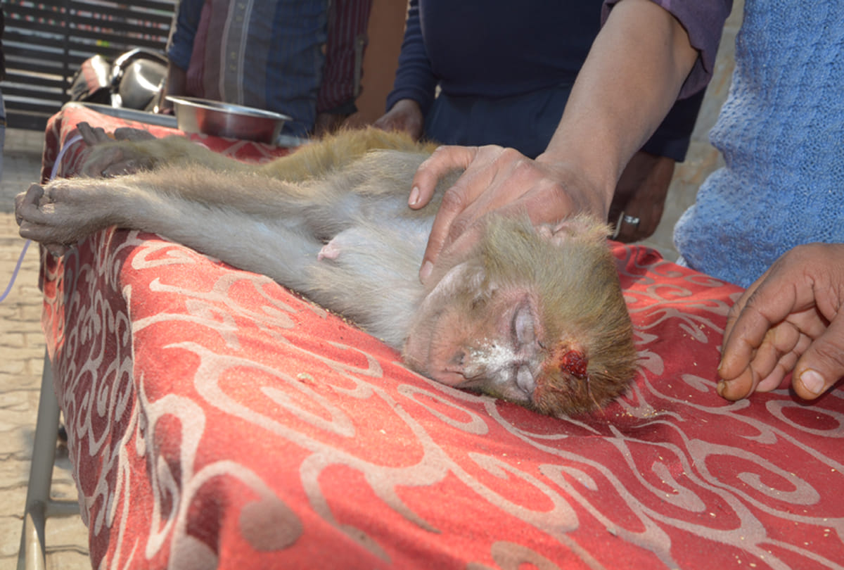man shot monkey with air gun