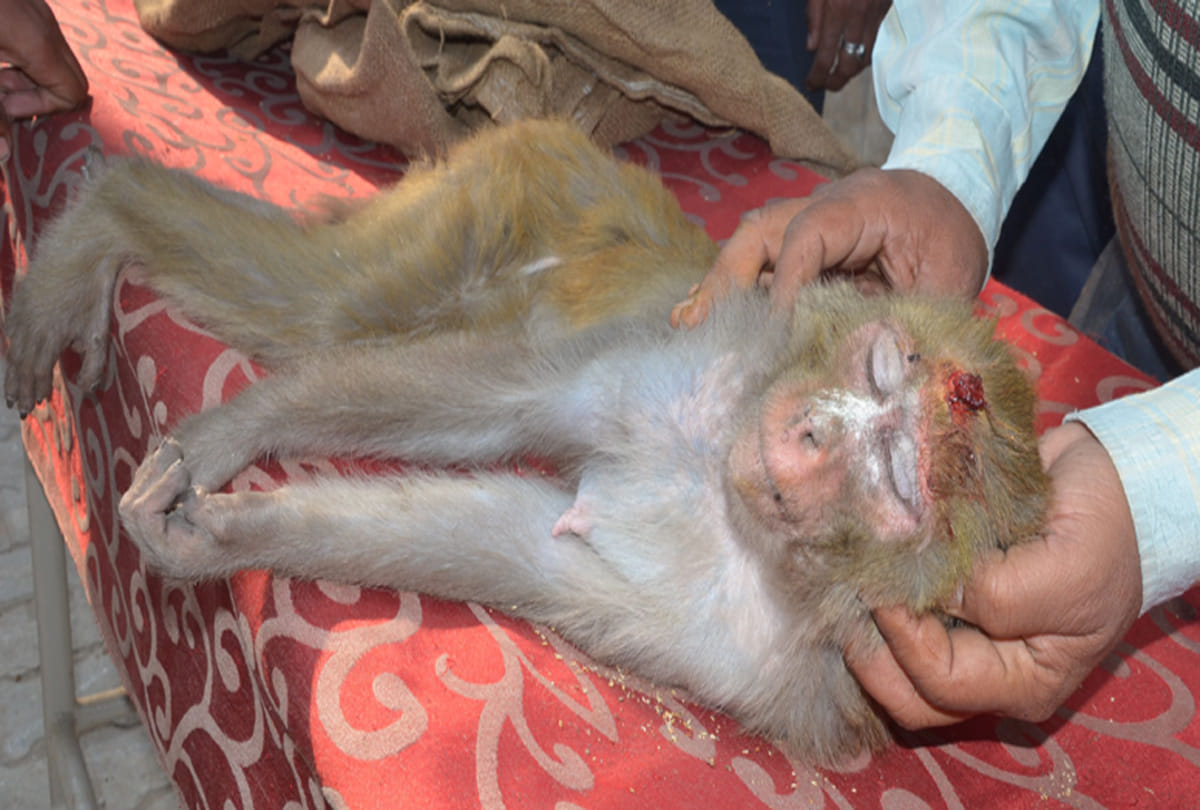 man shot monkey with air gun