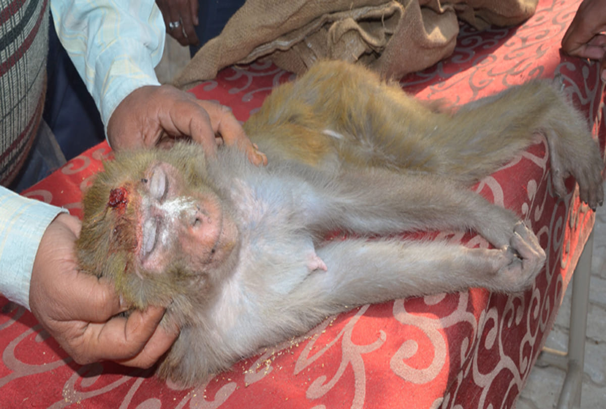 man shot monkey with air gun