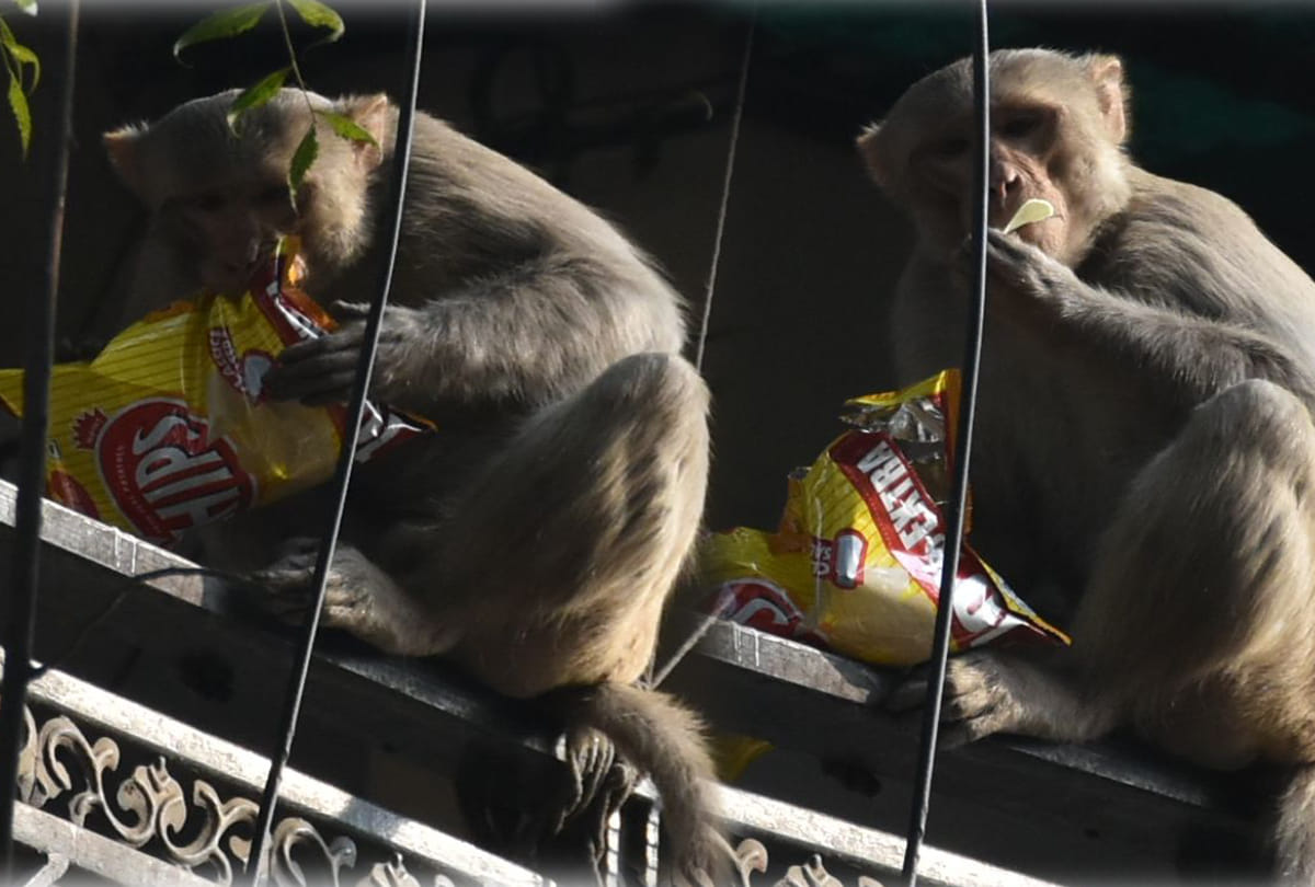 man shot monkey with air gun