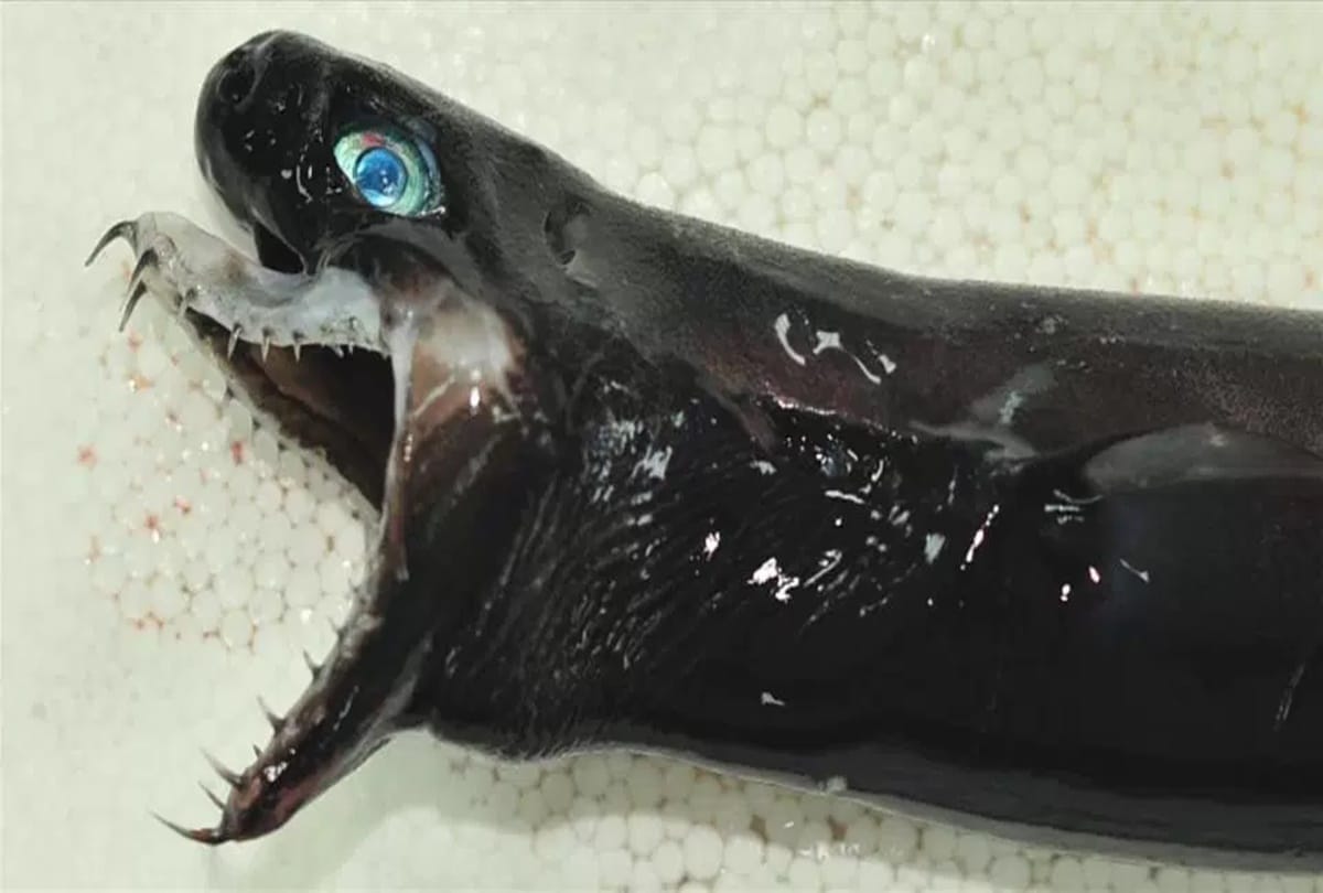Shocking creature found in taiwan called Hell fish