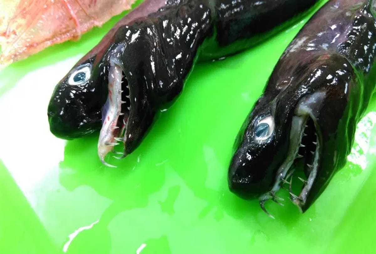 Shocking creature found in taiwan called Hell fish