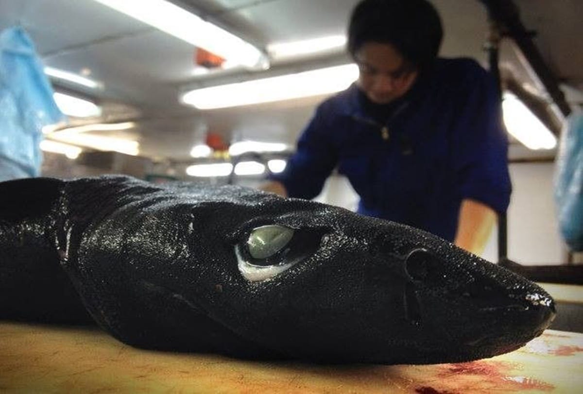 Shocking creature found in taiwan called Hell fish