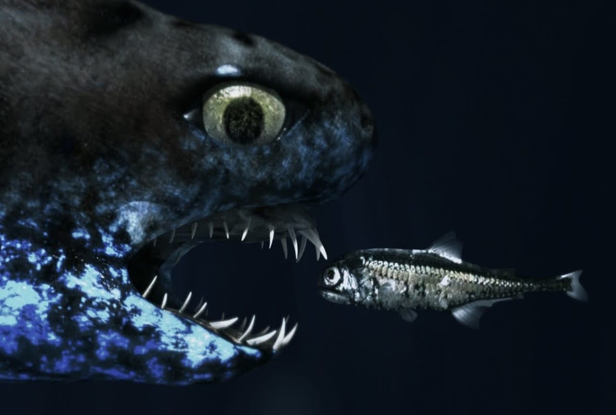 Shocking creature found in taiwan called Hell fish