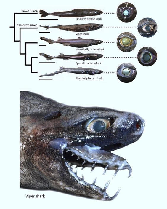 Shocking creature found in taiwan called Hell fish