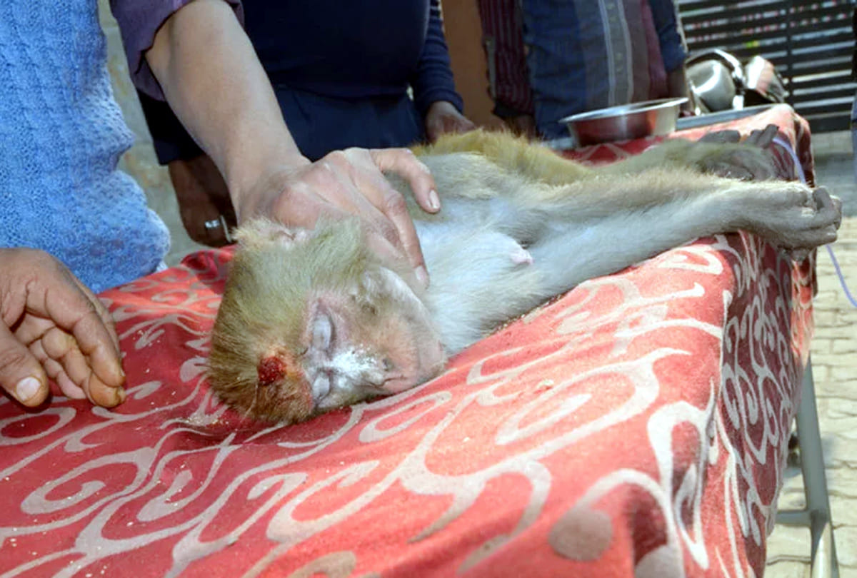 Monkey's postmortem reveals, cause of death due to airgun bullet