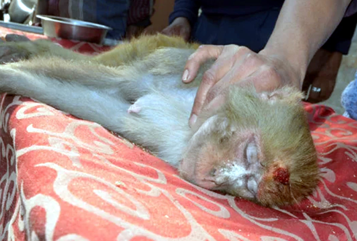 Monkey's postmortem reveals, cause of death due to airgun bullet
