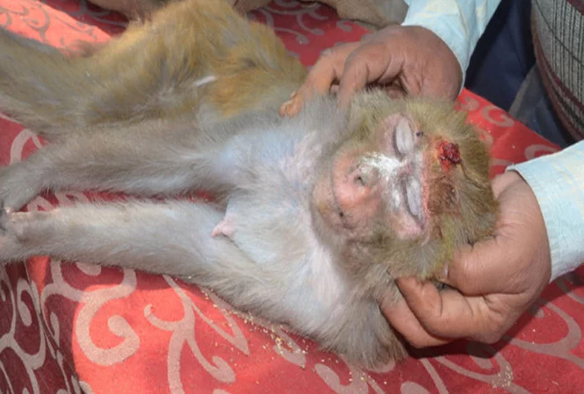 Monkey's postmortem reveals, cause of death due to airgun bullet