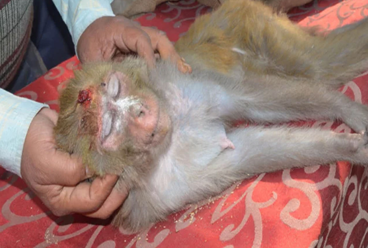 Monkey's postmortem reveals, cause of death due to airgun bullet