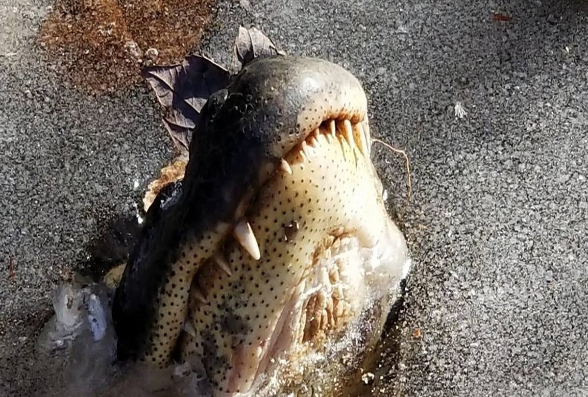 video being viral of frozen Crocodile in river at america