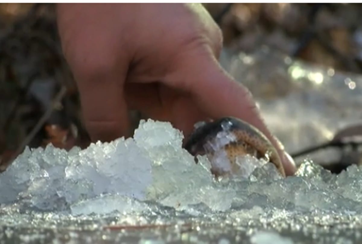 video being viral of frozen Crocodile in river at america