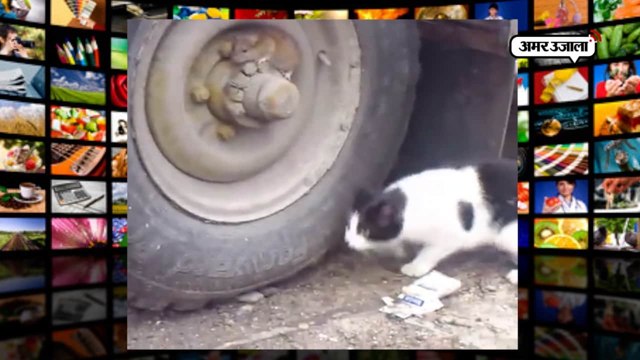 चूहा बिल्ली