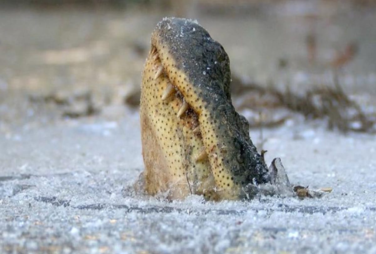 video being viral of frozen Crocodile in river at america