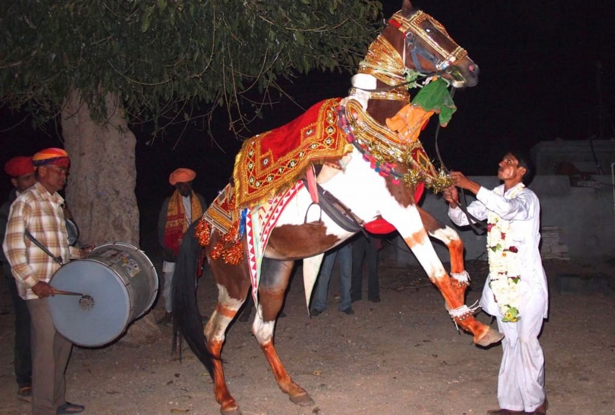 high alert on use of horses in delhi as they are find positive of glanders virus
