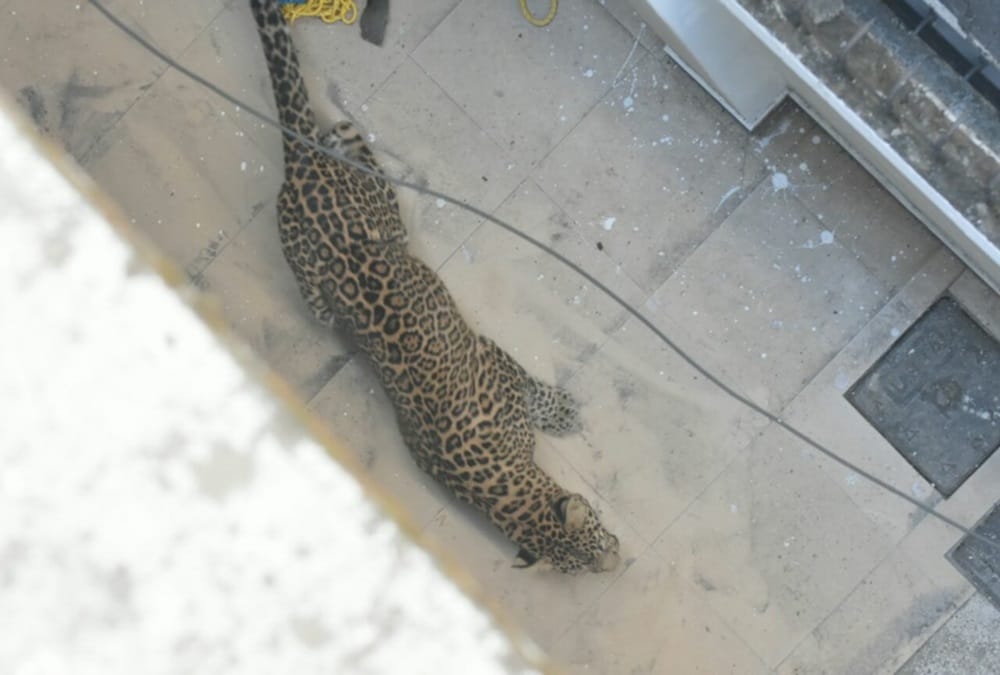 leopard enters house in puraina maharajpur