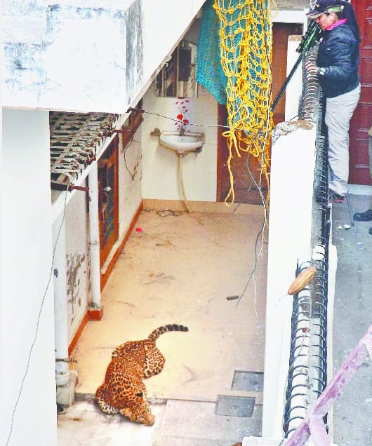 Dangerous animal enter in wedding point