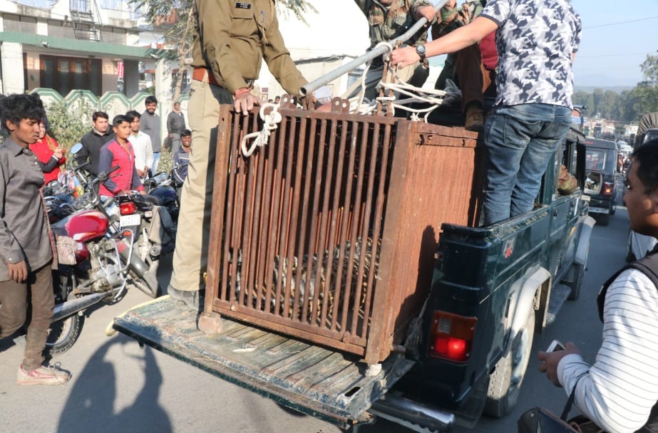 Dangerous animal enter in wedding point