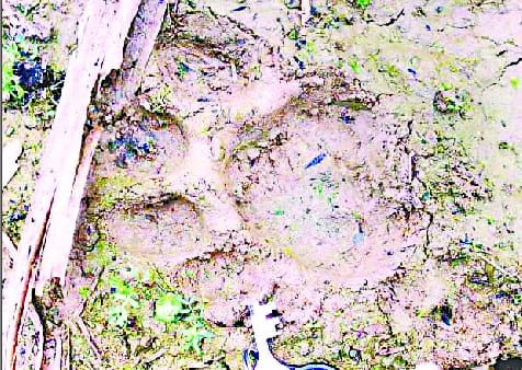 Tiger reaches kharausa village