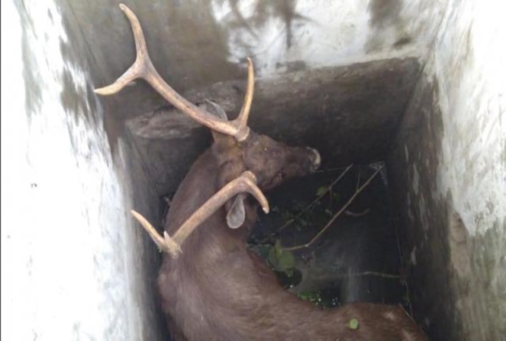 Reindeer rescue by bulldozer from Pit in haridwar