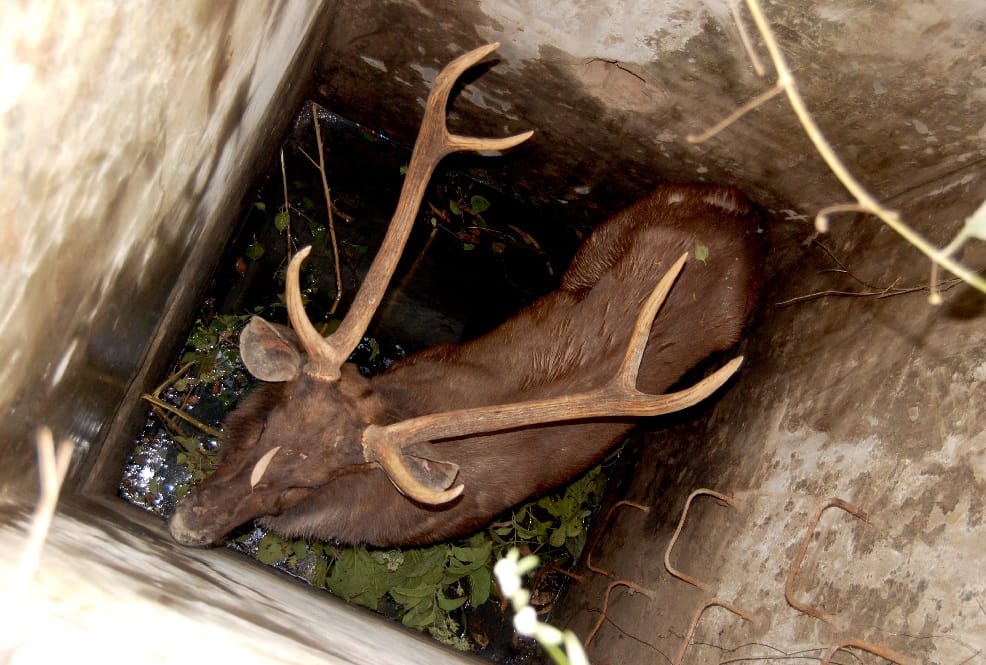 Reindeer rescue by bulldozer from Pit in haridwar