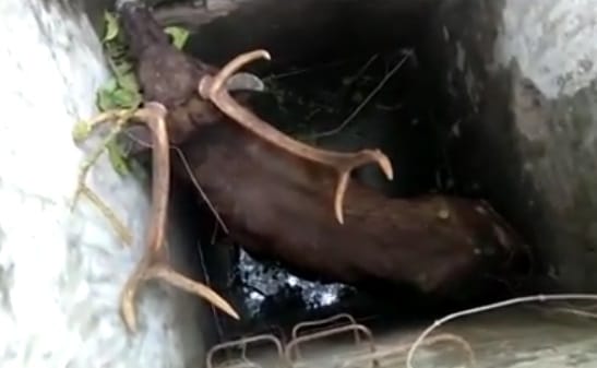 Reindeer rescue by bulldozer from Pit in haridwar