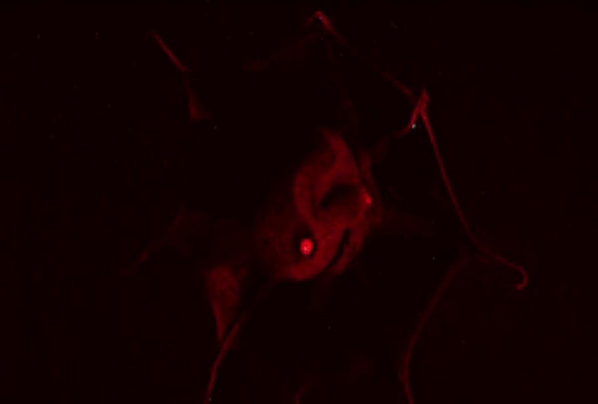 A Deep Sea Creatures in Sea called Vampire Squid  