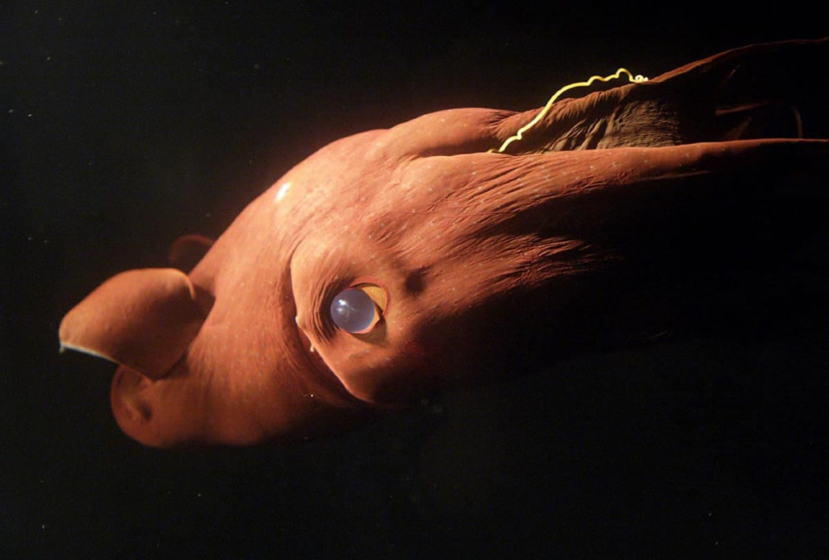A Deep Sea Creatures in Sea called Vampire Squid  