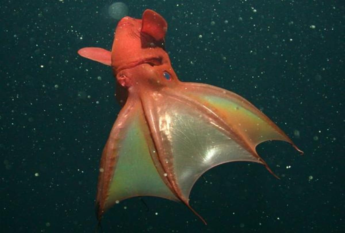 A Deep Sea Creatures in Sea called Vampire Squid  