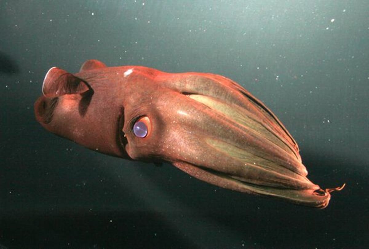 A Deep Sea Creatures in Sea called Vampire Squid  