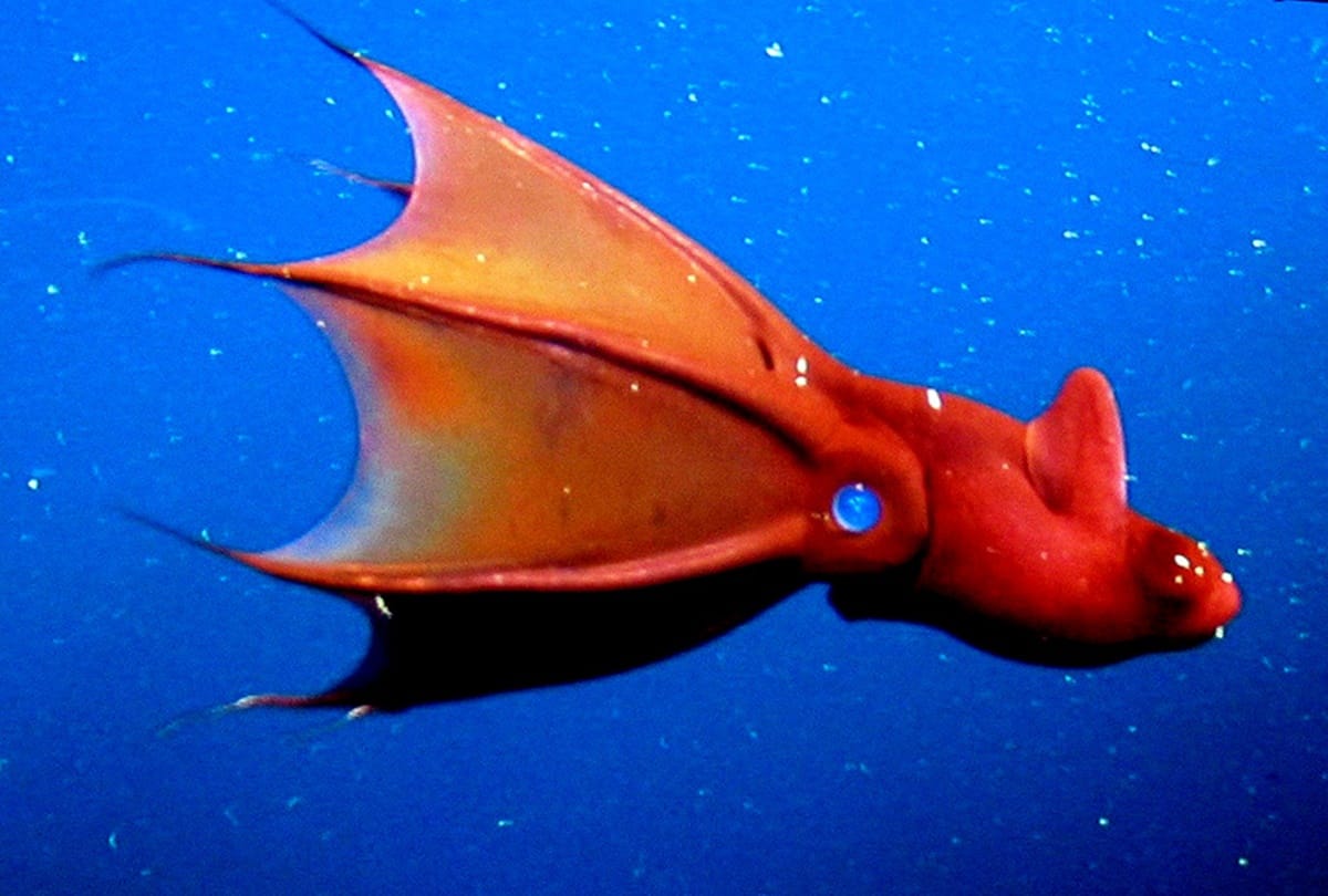 A Deep Sea Creatures in Sea called Vampire Squid  