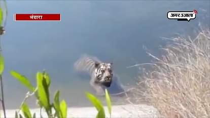 A TIGER RESCUED FROM A CANAL IN MAHARASHTRA