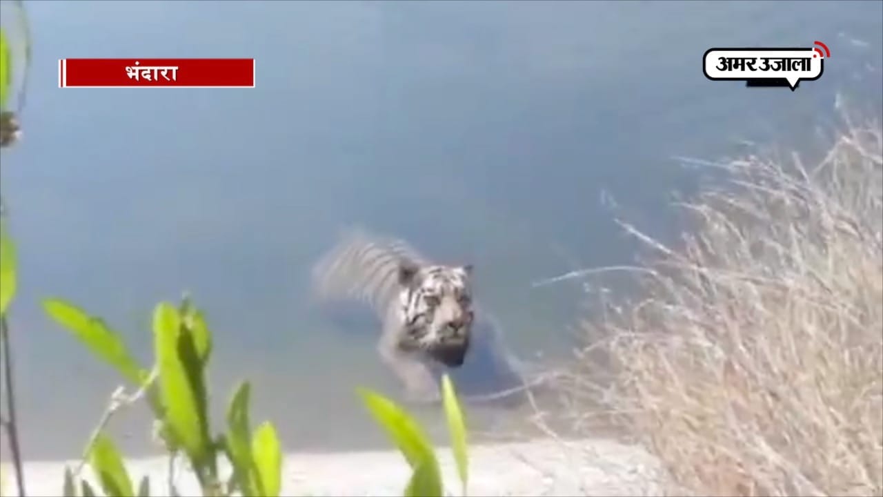 बाघ