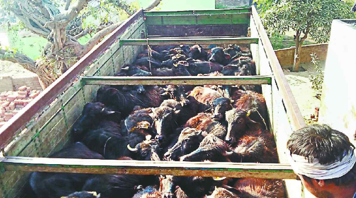Caught trucks loaded with cattle