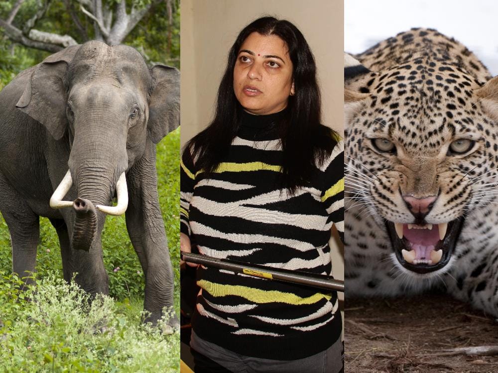 this woman not scared of man eater leopard and wild elephant