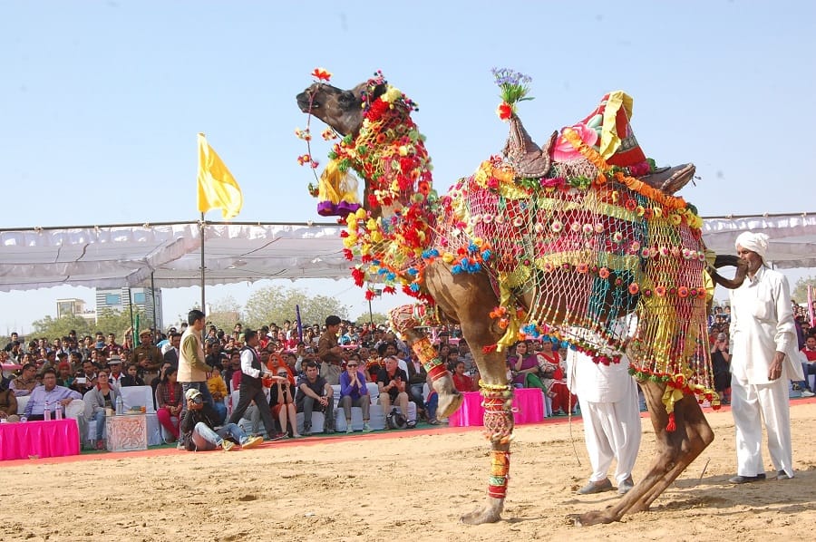 Camel festival of bikaner will start from jan 2019