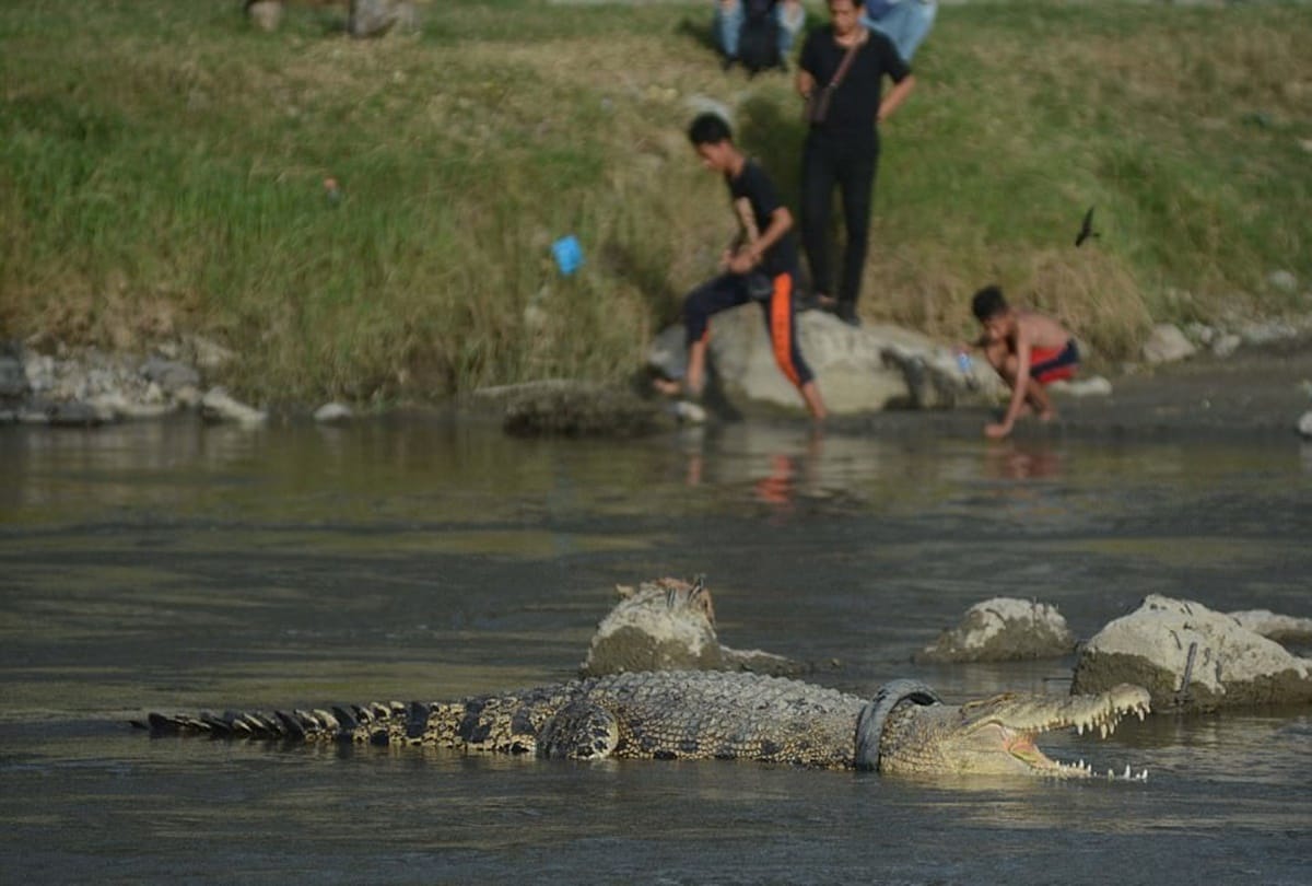 indonesian crocodile Painfull struggle with tyre for two years