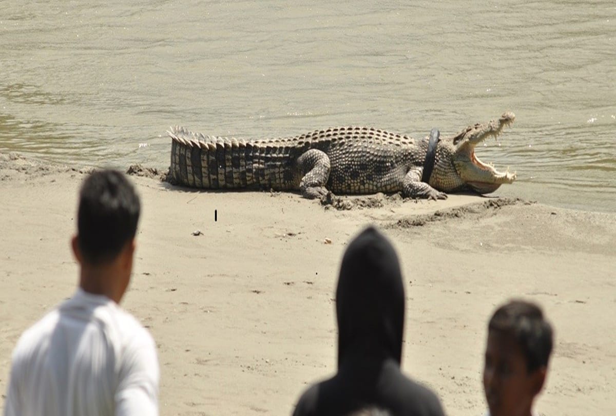 indonesian crocodile Painfull struggle with tyre for two years