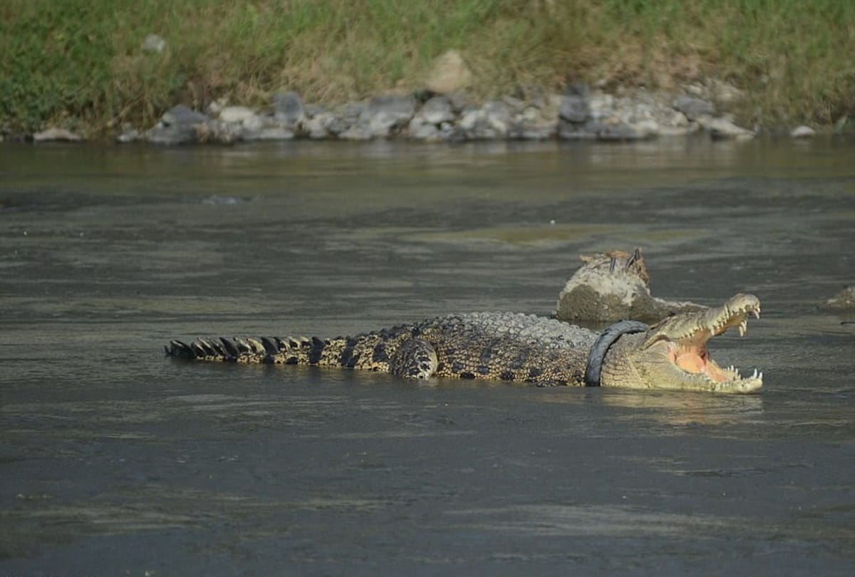 indonesian crocodile Painfull struggle with tyre for two years
