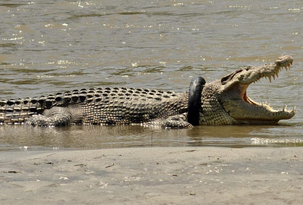indonesian crocodile Painfull struggle with tyre for two years