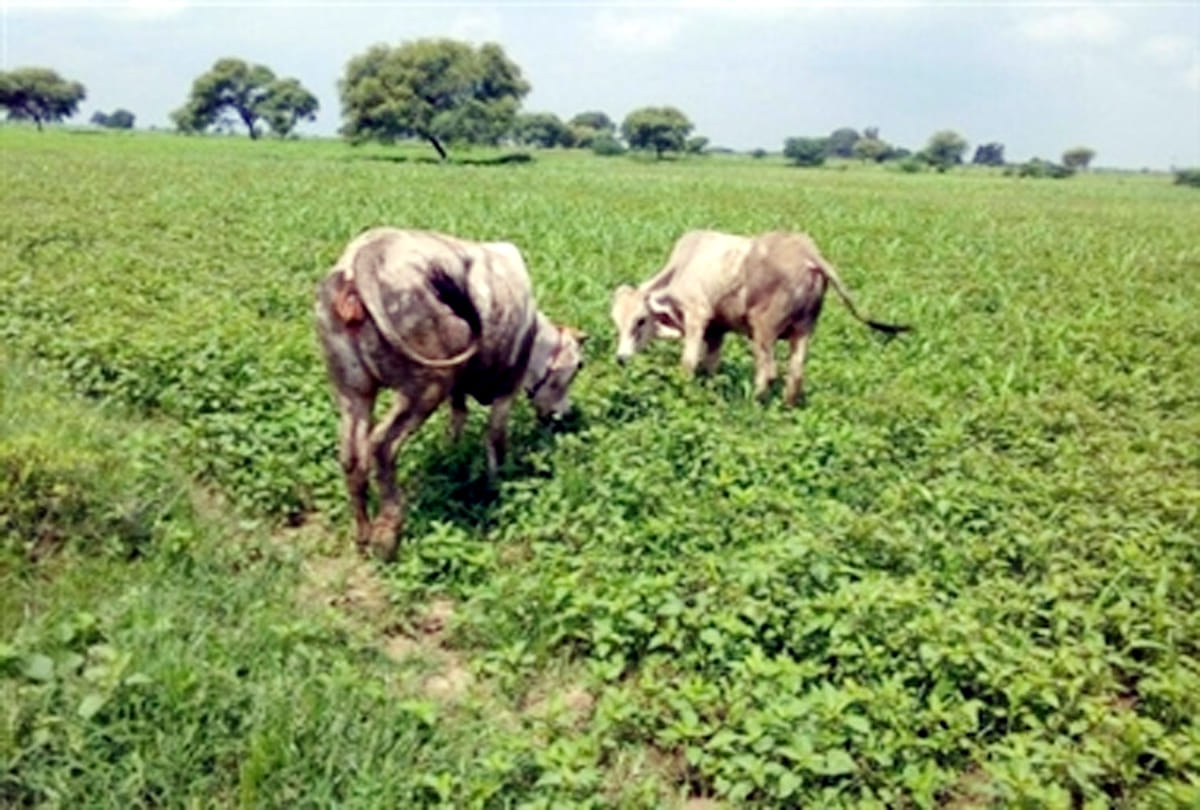Gaushala created  for villages relief