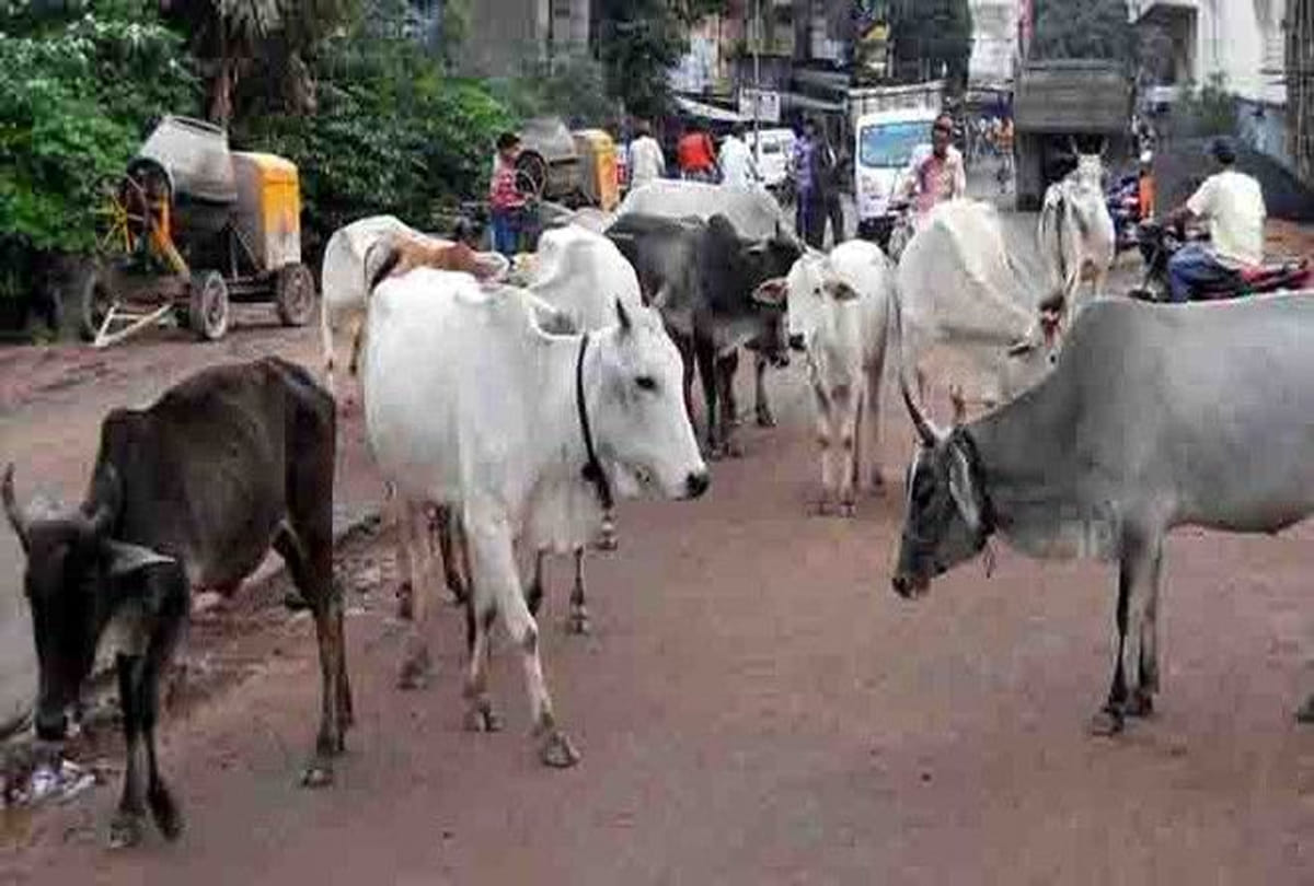Gaushala created  for villages relief