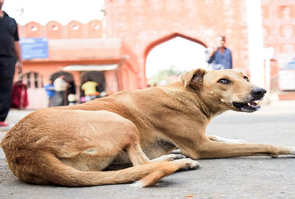 rajasthan tableau will not see in this year republic day parade new delhi