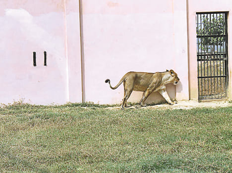 Enhanced lioness Jessica in Etawah Lion Safari