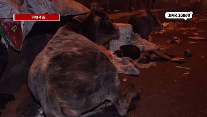 In Lucknow, the animals are dying along with humans as well In cold 