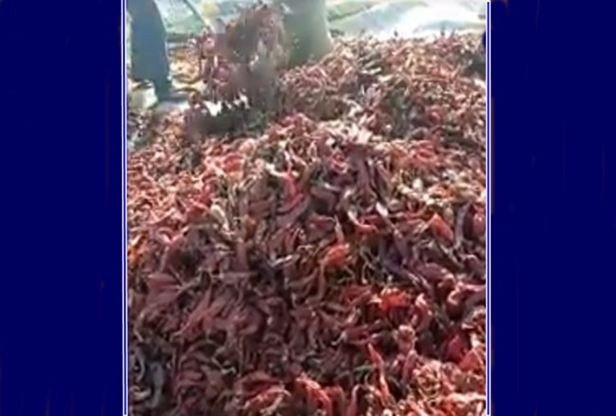 do use use red chilli in your kitchen than must watch this video 
