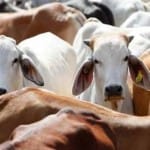 cow