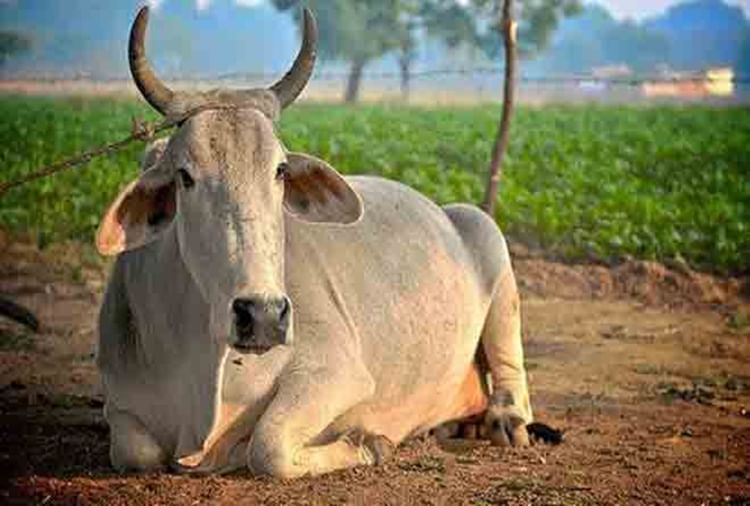 Importance And Significance Of Cow In Astrology Amar Ujala Hindi News